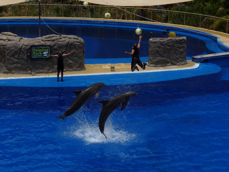017.Palmitos Park-Show de Delfines