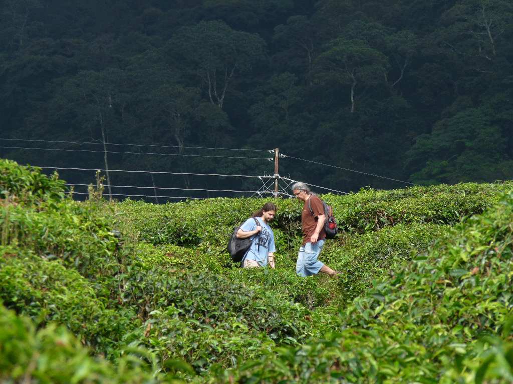 076.CH - Boh Tea Plantation