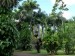 45b.Pamplemousses - botanická zahrada